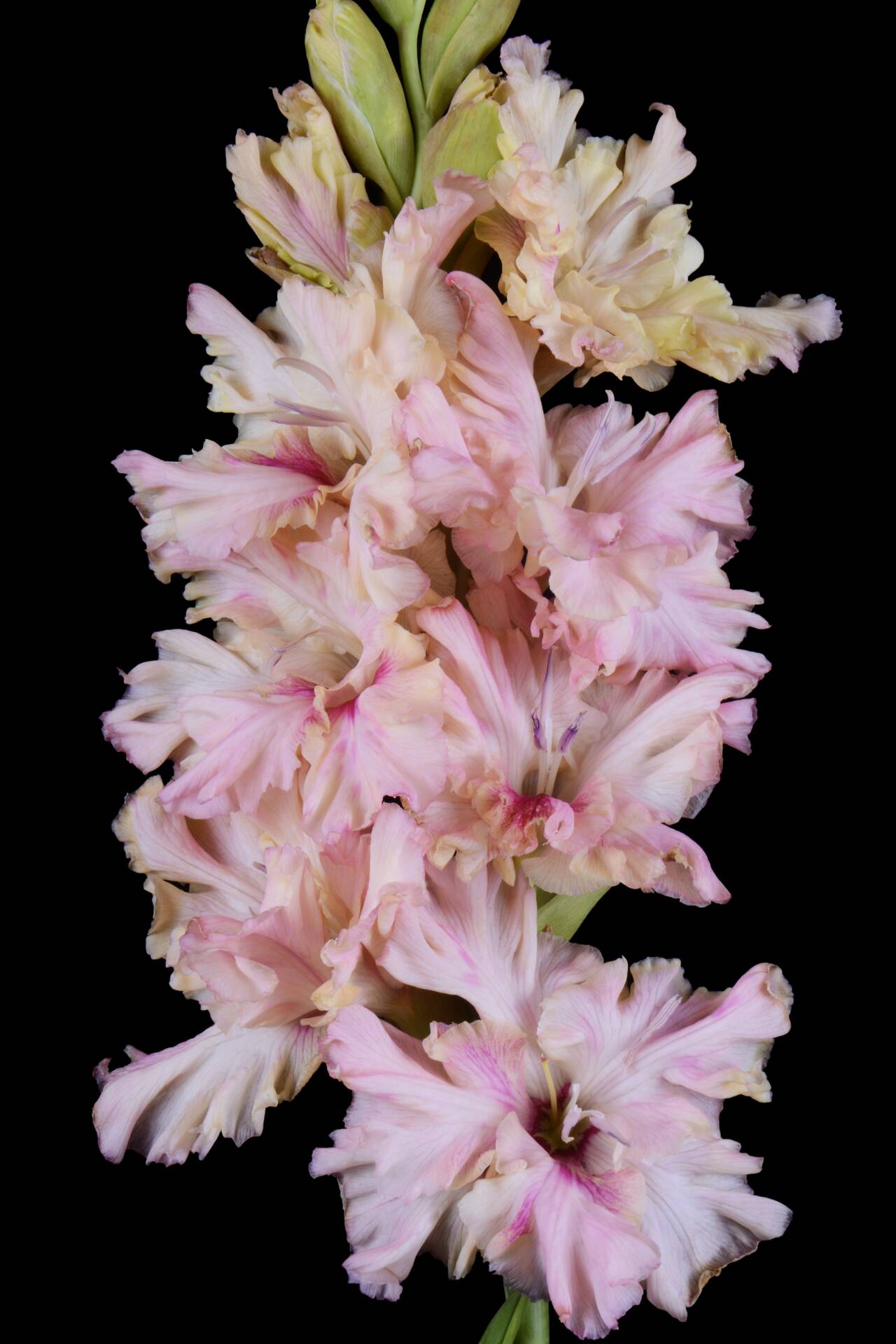 Гладиолус крупноцветковый Алиса В Стране Чудес